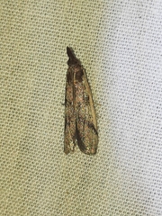 Peoria longipalpella