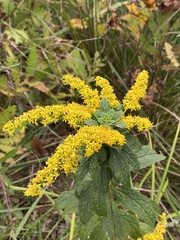 Asphondylia rosulata