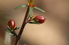 Micrantheum ericoides
