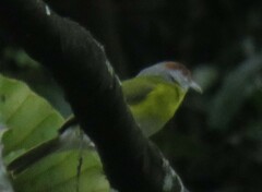 Cyclarhis gujanensis