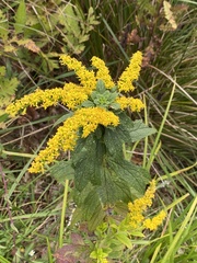 Asphondylia rosulata