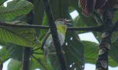 Cyclarhis gujanensis