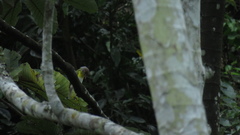 Cyclarhis gujanensis