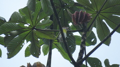 Cyclarhis gujanensis