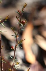 Micrantheum ericoides