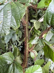 Rubus wallichianus