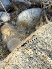 Argia lugens