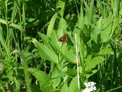 Carterocephalus skada