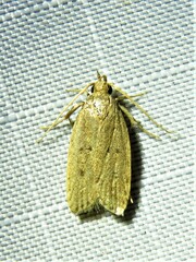 Autosticha kyotensis