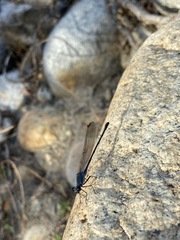Argia lugens