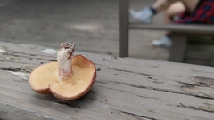 Suillus salmonicolor