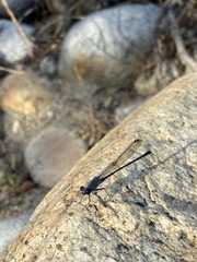 Argia lugens