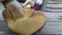 Suillus salmonicolor