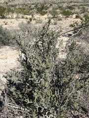 Condalia ericoides