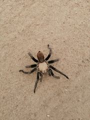 Theraphosinae
