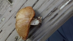 Suillus salmonicolor