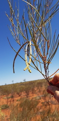 Acacia jamesiana