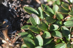 Salix nivalis