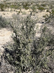 Condalia ericoides