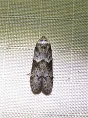 Blastobasis glandulella