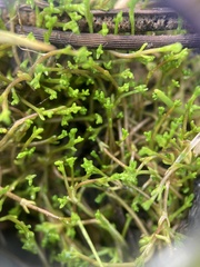 Crassula sinclairii