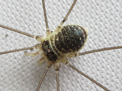 Oligolophus tienmushanensis