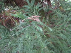 Cryptomeria japonica