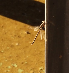 Lestidae