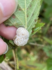 Neolasioptera farinosa