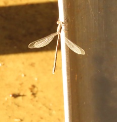 Lestidae