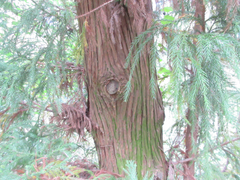 Cryptomeria japonica
