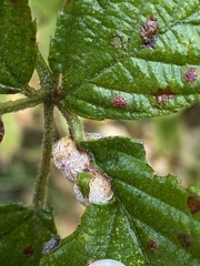 Neolasioptera farinosa