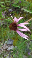 Echinacea simulata