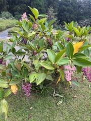 Medinilla formosana