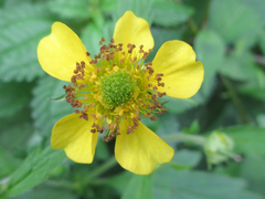 Geum aleppicum