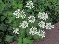 Heracleum moellendorffii