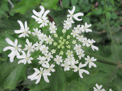 Heracleum moellendorffii
