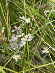 Spyridium cinereum