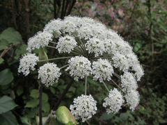 Angelica dahurica