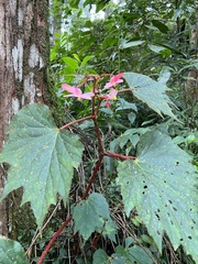 Begonia palmata