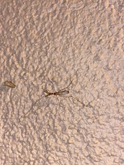 Stenolemoides arizonensis