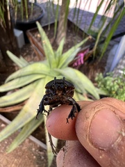 Hemiphileurus illatus