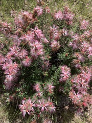 Calliandra eriophylla