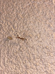 Stenolemoides arizonensis