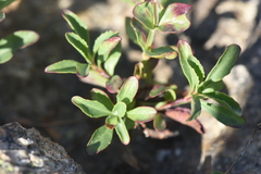 Penstemon ellipticus