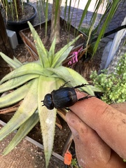 Hemiphileurus illatus