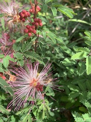 Calliandra eriophylla