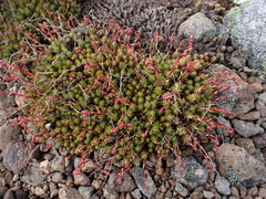 Saxifraga bronchialis