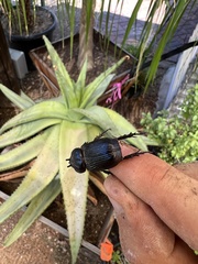 Hemiphileurus illatus