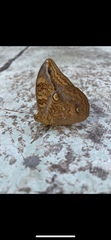 Opsiphanes boisduvallii